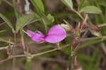 Eastern milkpea